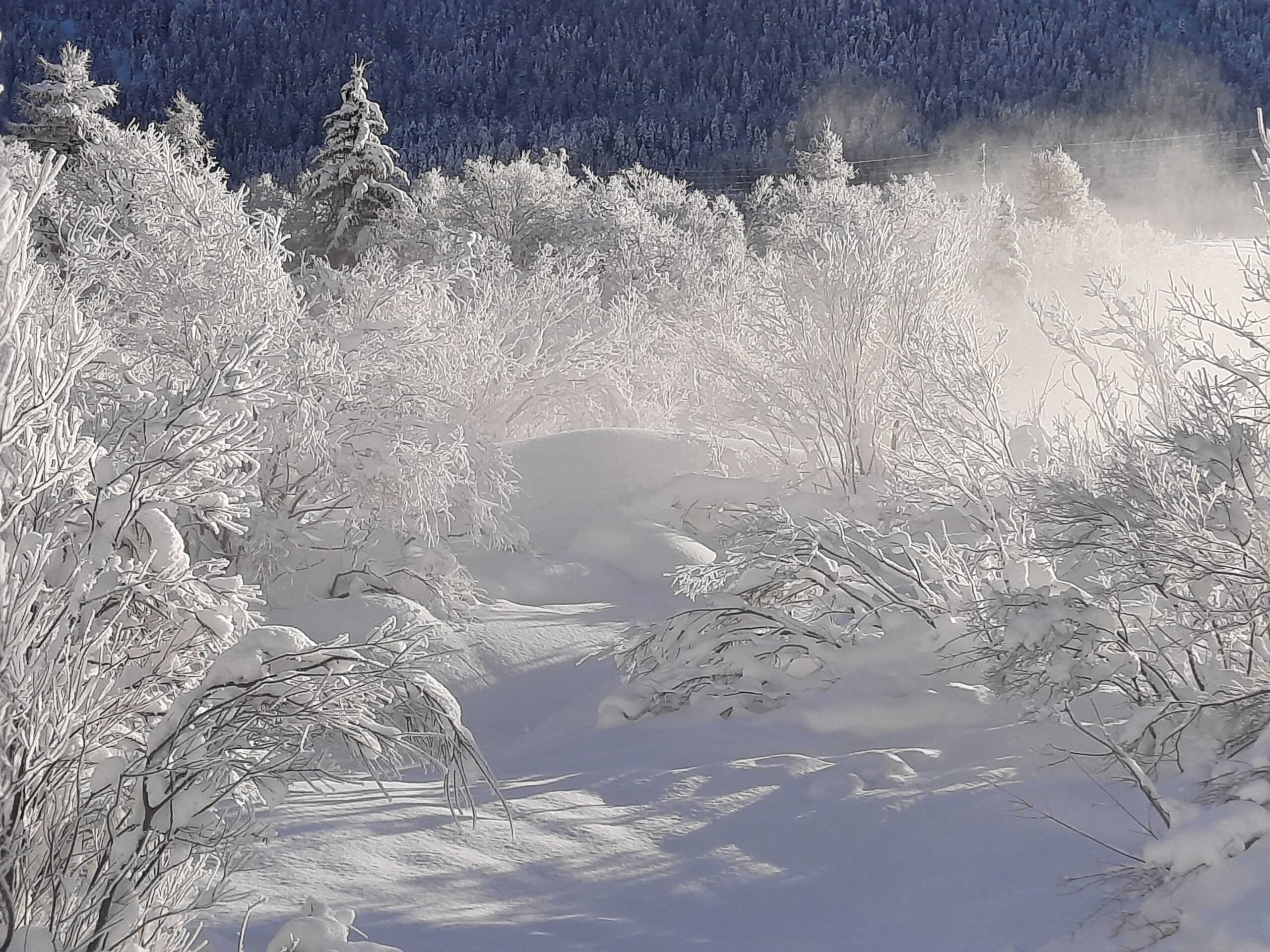 Verschneite Bäume bei Gravatscha neben dem Inn in Bever im Winter